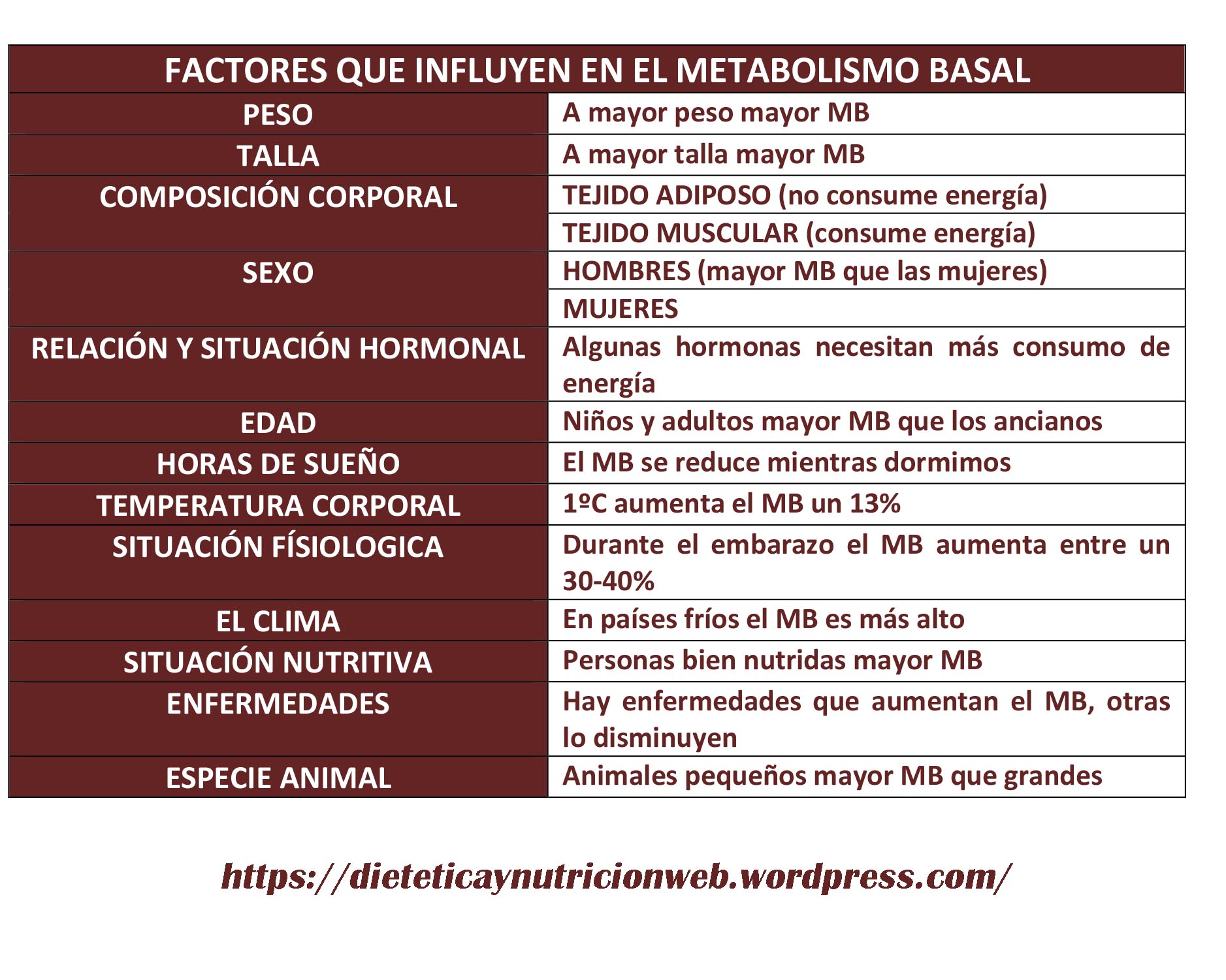 FactoresMetabolismo Basal.jpg