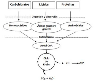 metabolismo1