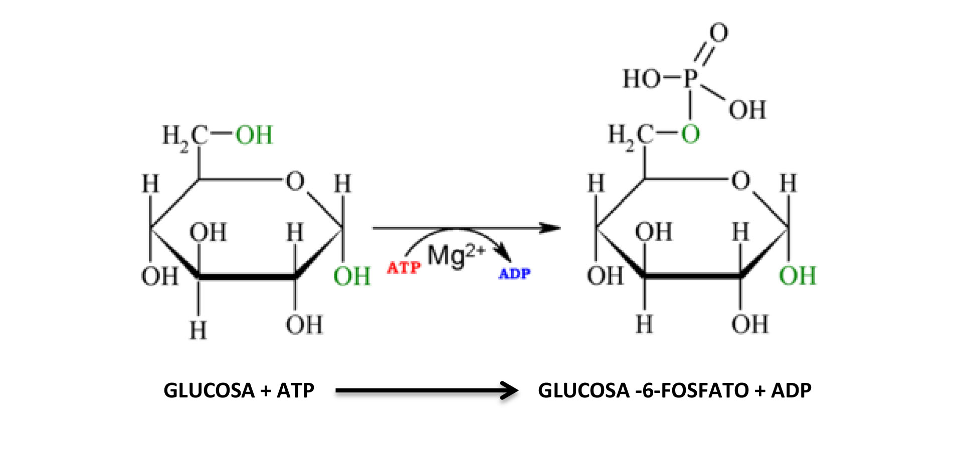Печень атф. Глюкоза в глюкозо 6 фосфат реакция. Глюкоза АТФ глюкозо-6-фосфат. Глюкозо 6 фосфат получение. Из чего образуется глюкозо-6-фосфат.