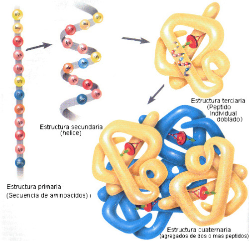estructuraProteinas