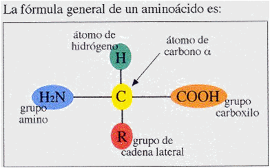 Formula general de los aminoácidos
