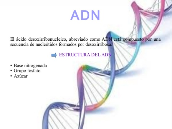 adn-inf-i3-2-638