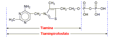 pirofosfatoDeTiamina
