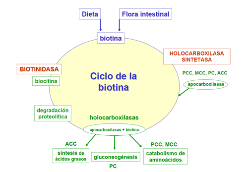 CicloBiotina