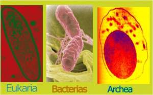 Bacteria Archaea Eukarya